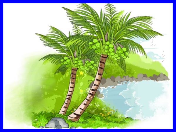 Giải mã giấc mơ thấy cây dừa? Ý nghĩa giấc mộng
