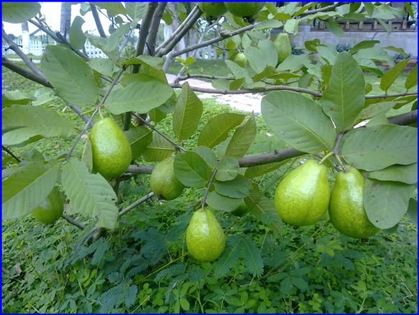 Ngủ mơ thấy cây ổi có điềm báo gì? Hôm sau đánh số mấy