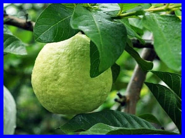 Nằm mơ thấy cây ổi đánh con gì? Hôm sau đánh số mấy