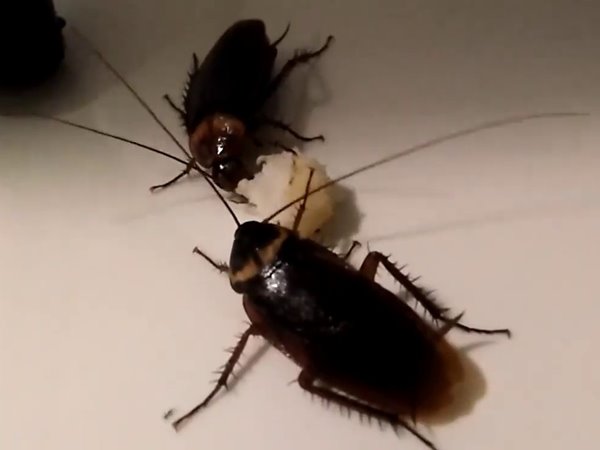 Con gián số mấy