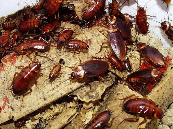 Con gián số mấy