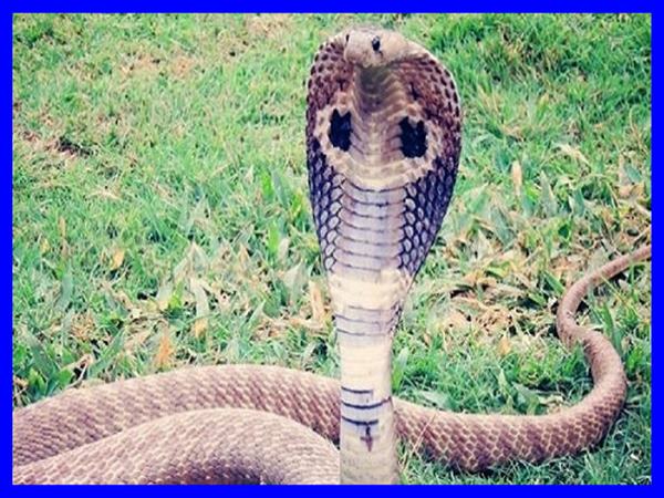 Giải mã giấc mơ thấy rắn hổ mang