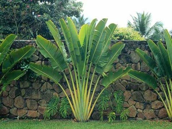 Ngủ mơ thấy cây chuối hôm sau đánh con gì? Đánh số mấy đẹp nhất