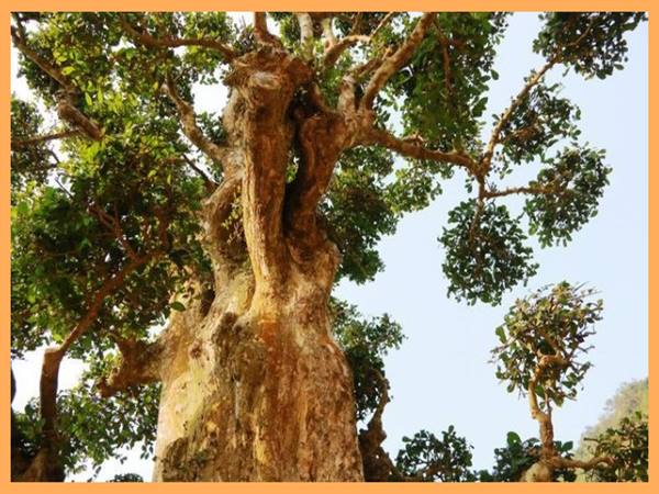 Cây cổ thụ số mấy? Mơ thấy cây cổ thụ đánh con gì?