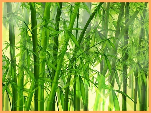 Giải mã giấc mơ thấy cây tre đánh con gì? Đánh xổ số số mấy