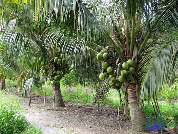 Giải mã giấc mơ thấy cây dừa đánh số mấy? Ý nghĩa giấc mộng