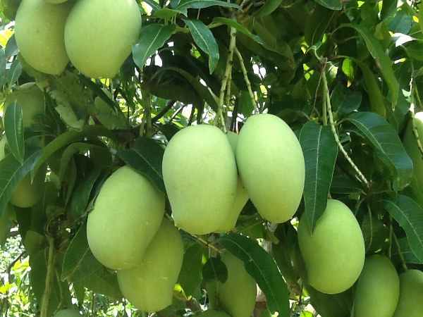 Mơ thấy quả xoài ý nghĩa gì? con số lô tô liên quan?