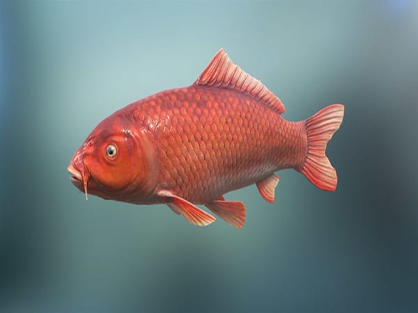Mộng mị thấy cá chép con
