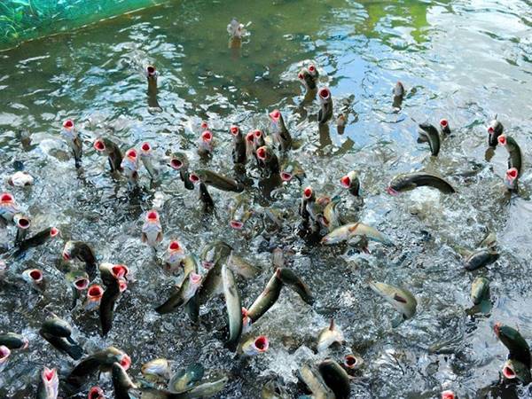 Nằm mơ thấy cá lóc đánh con gì?