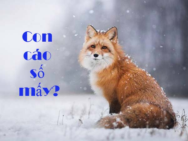 Con cáo số mấy? Mơ thấy cáo là điềm báo may hay rủi?