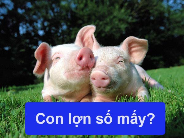 Con lợn số mấy? Lý giải ý nghĩa giấc mơ thấy con heo