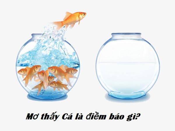 Mơ thấy cá là điềm gì, đánh số mấy? Đáp án chuẩn 100%
