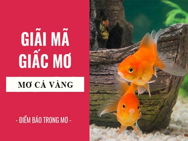 Mơ thấy cá vàng