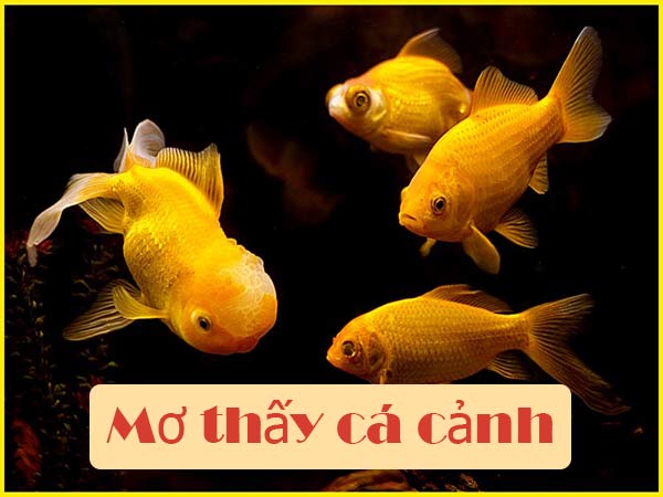 Điềm báo vận hạn về giấc mơ thấy cá cảnh – Đánh số gì may?