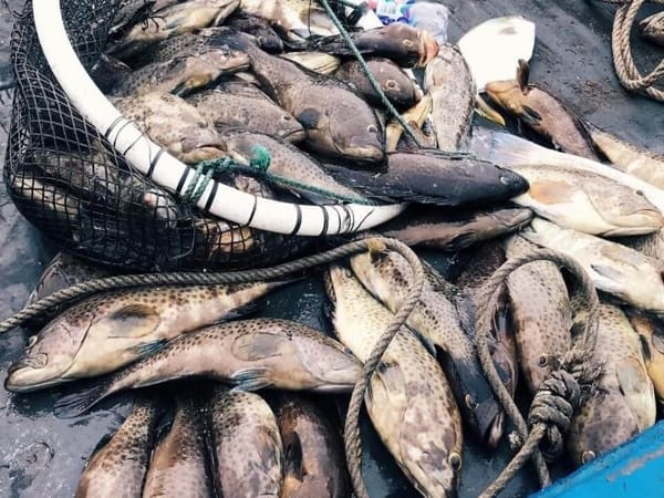 Mơ thấy cá chết