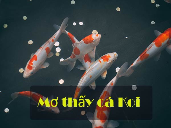 Ngủ mơ thấy cá Koi: Báo hiệu lộc may sắp tới, thắng lớn trúng to