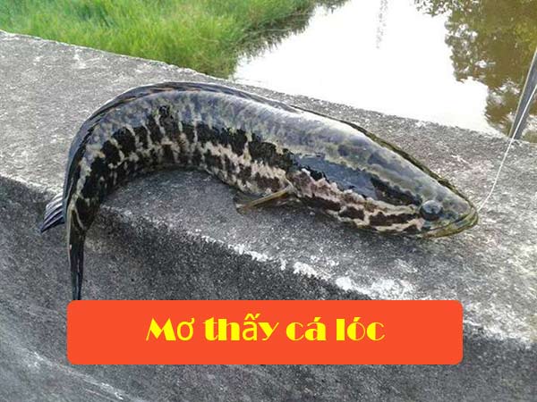 Mơ thấy cá lóc: Giải mã điềm báo, bật mí số may