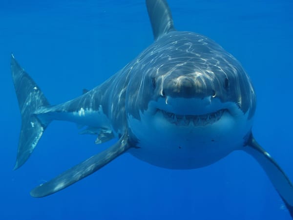 Mơ thấy cá mập lành hay dữ, giấc mơ mang tới con số nào
