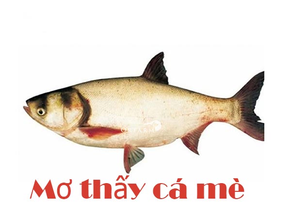 Mơ thấy cá mè