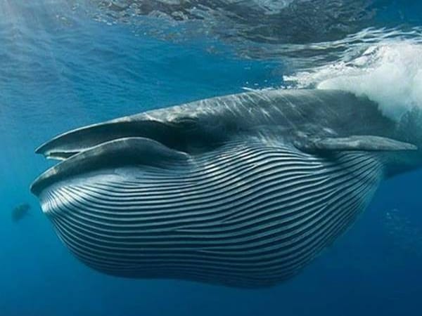 Mơ thấy cá voi có ý nghĩa gì