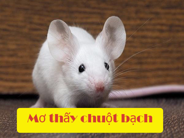 Mơ thấy chuột bạch báo hiệu điều tốt hay xấu, nên đánh con gì?
