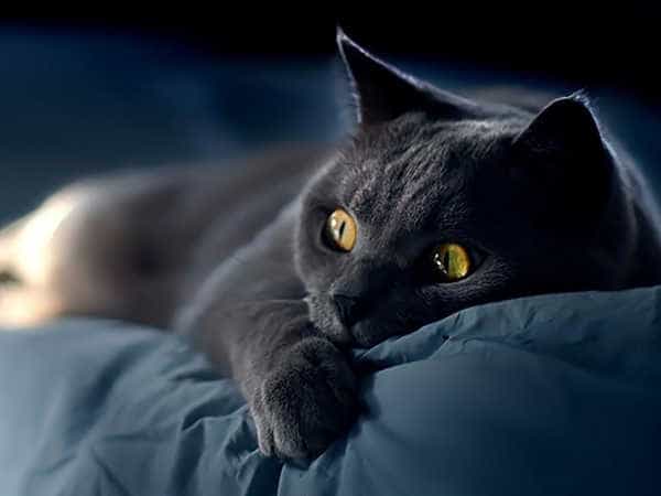 Mơ thấy mèo đen là điềm báo gì