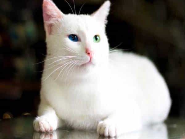 Mơ thấy mèo trắng là điềm báo gì