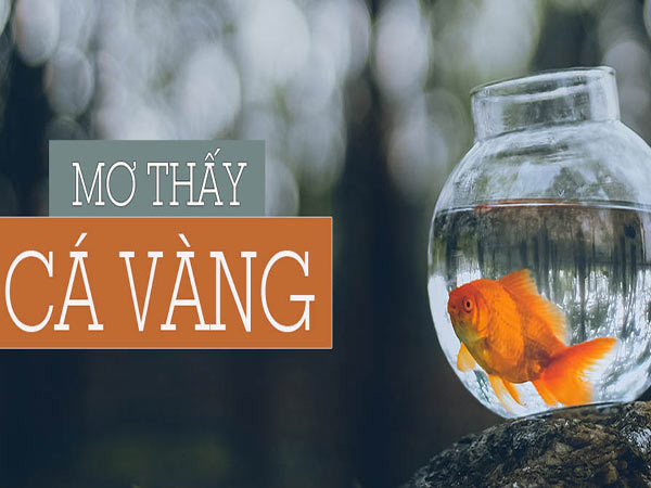 Nằm mơ thấy cá vàng đánh con gì may mắn, dễ trúng nhất?