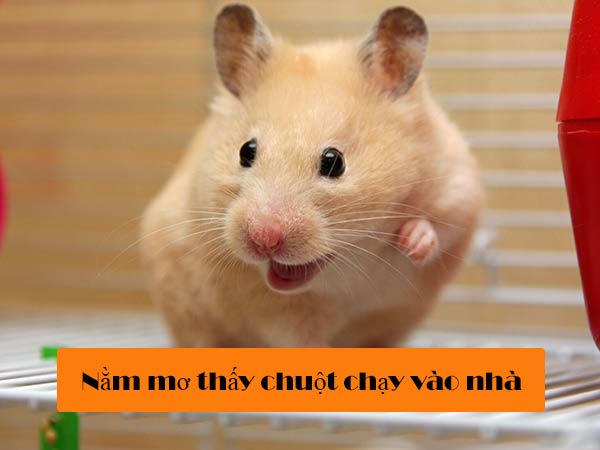 Nằm mơ thấy chuột chạy vào nhà