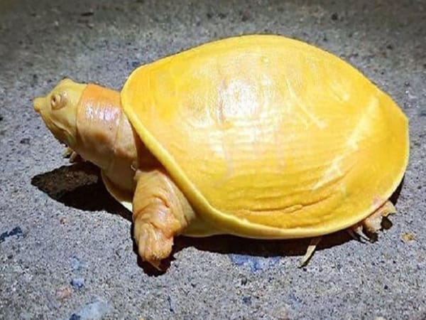 Con rùa vàng số mấy, nằm mơ thấy rùa vàng có mang điềm tốt