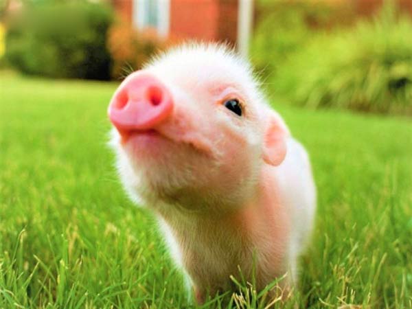 Mơ thấy lợn đuổi có sao không? Chiêm bao bị heo rượt đuổi đánh con gì?