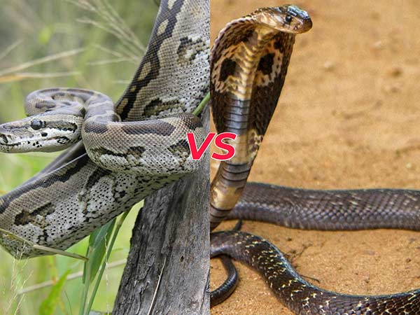 Mơ thấy rắn và trăn có phải điềm gở nhân đôi? Đánh số gì?