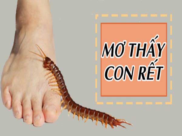 Con rết số mấy? Mơ thấy rết cảnh báo điều gì?