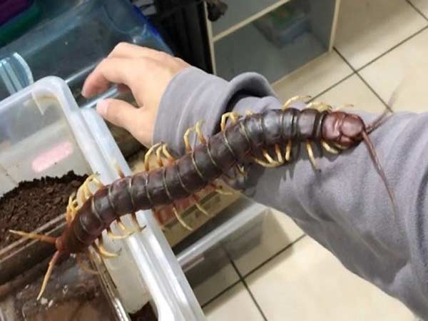 Mơ thấy rết bò lên người có ý nghĩa gì, đánh số mấy?