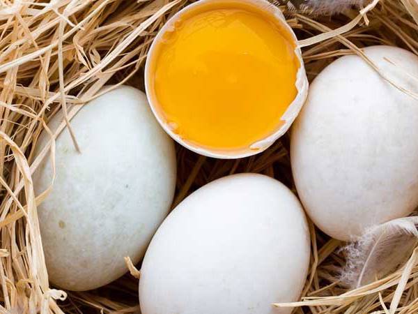 Nằm mơ thấy trứng vịt đánh con gì có ý nghĩa gì hay ho