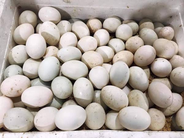 Nằm mơ thấy trứng vịt đánh con gì có ý nghĩa gì hay ho