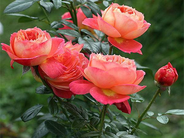 Nằm mơ thấy hoa hồng đánh con gì may mắn dễ ăn