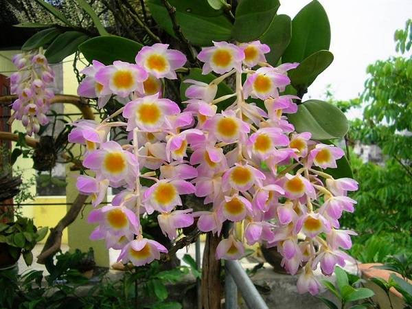 Nằm mơ thấy hoa lan đánh con gì may mắn có ý nghĩa gì