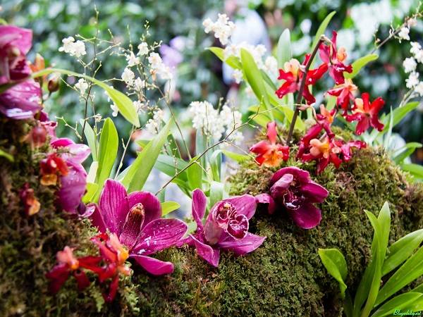 Nằm mơ thấy hoa lan đánh con gì may mắn có ý nghĩa gì