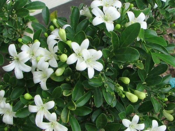 Nằm mơ thấy hoa màu trắng đánh con gì có điềm báo gì thú vị