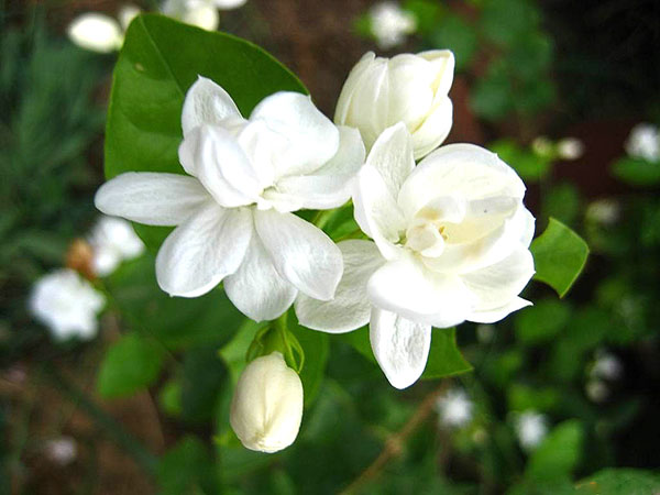 Nằm mơ thấy hoa màu trắng đánh con gì có điềm báo gì thú vị