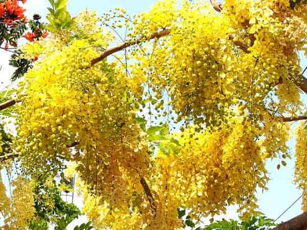 Nằm mơ thấy hoa màu vàng đánh con gì may mắn dễ ăn