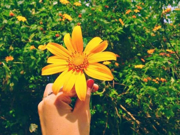 Nằm mơ thấy hoa nở đánh con gì may mắn dễ trúng