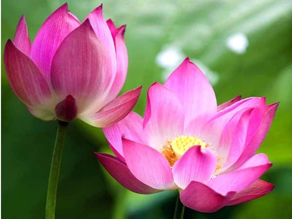 Nằm mơ thấy hoa sen đánh con gì may mắn có điềm báo gì
