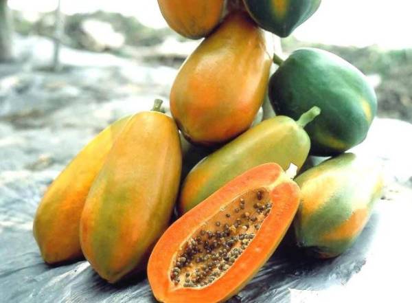 Giải mã giấc mơ thấy quả đu đủ là điềm báo gì?