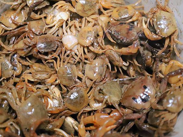 Nằm mơ thấy đi bắt cua đánh con gì có điềm báo gì may mắn