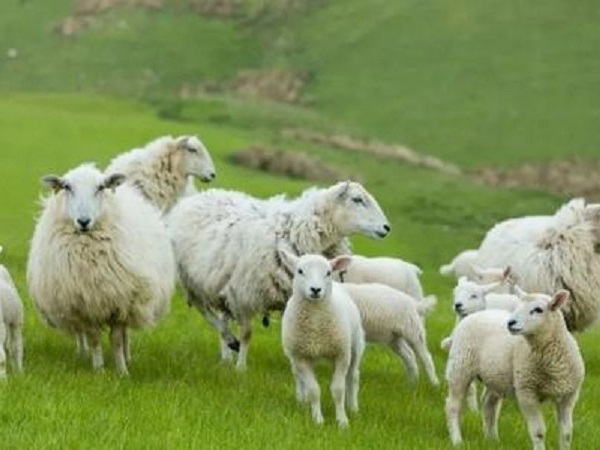 Mơ thấy con cừu đánh liền tay số mấy, có ý nghĩa gì?