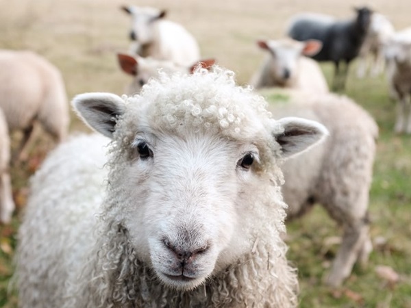 Mơ thấy con cừu đánh liền tay số mấy, có ý nghĩa gì?