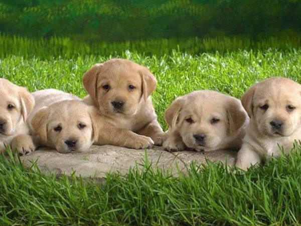 Mơ thấy đàn chó đánh liền số mấy, dự báo điềm gì?