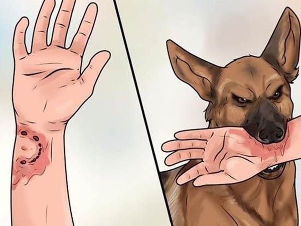 Nằm mơ thấy chó cắn báo điềm gì, đánh con gì trúng lớn